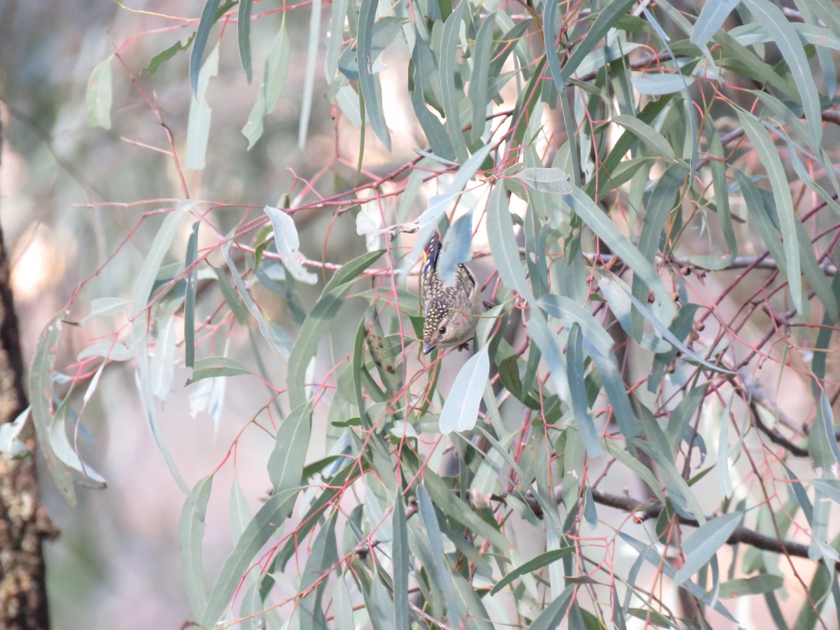 Spotted Pardalote - ML167962291
