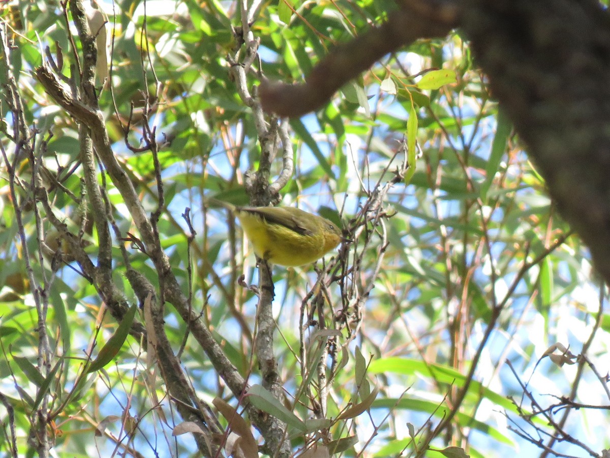 Yellow Thornbill - ML167962481