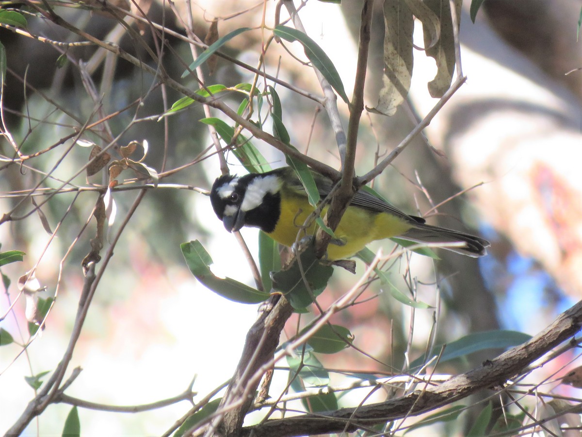 Eastern Shrike-tit - ML167962661