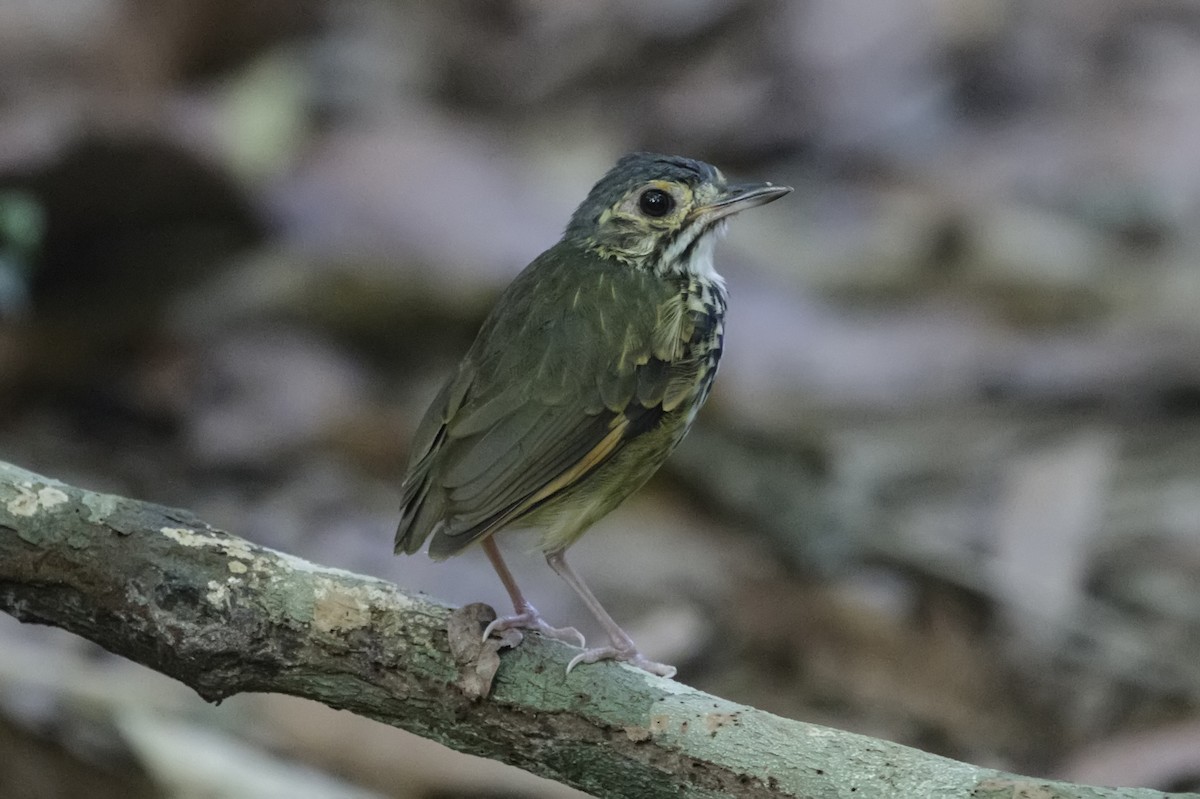 Alta Floresta Antpitta - Silvia Faustino Linhares