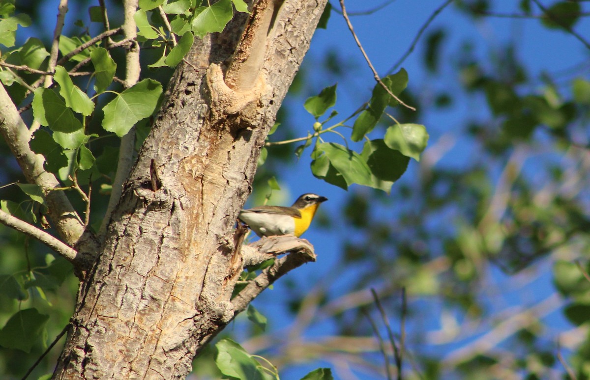 Yellow-breasted Chat - ML167964461