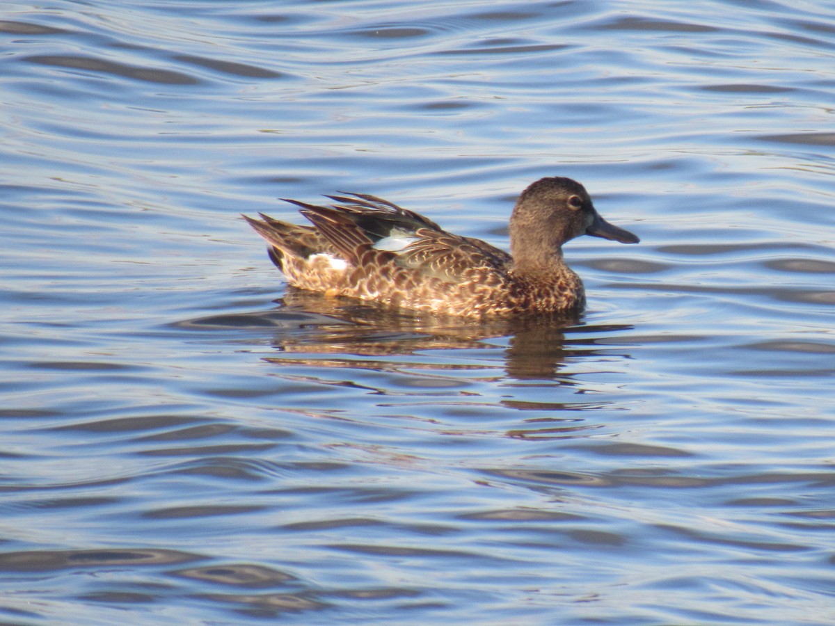 Blue-winged Teal - ML167966501