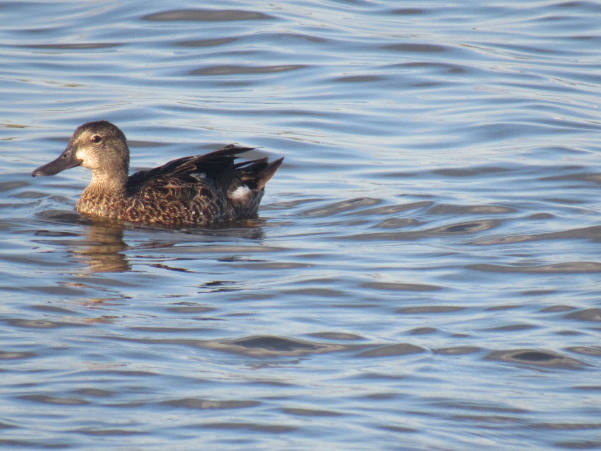 Blue-winged Teal - ML167966511