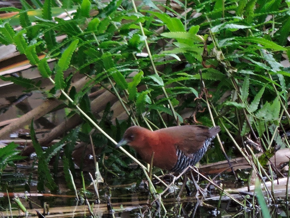 キタノドジロコビトクイナ - ML167967691