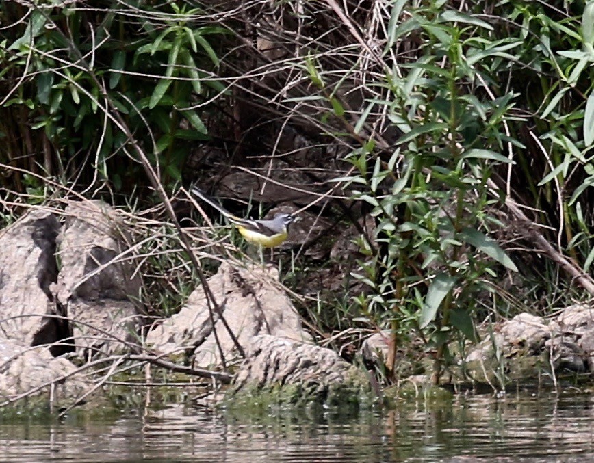 Gray Wagtail - Sandy Vorpahl