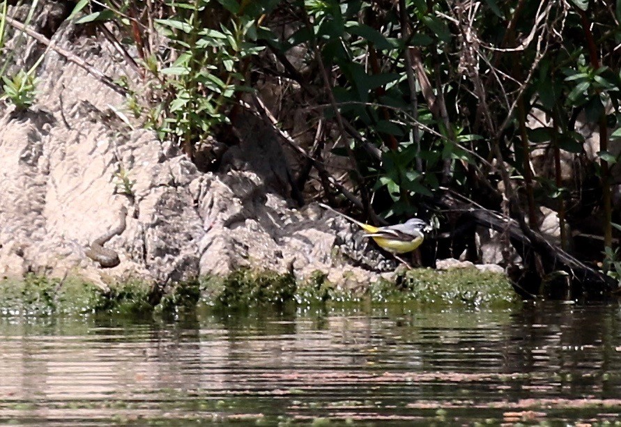 Gray Wagtail - Sandy Vorpahl