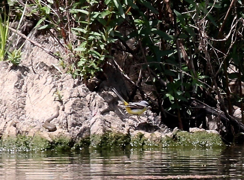 Gray Wagtail - Sandy Vorpahl