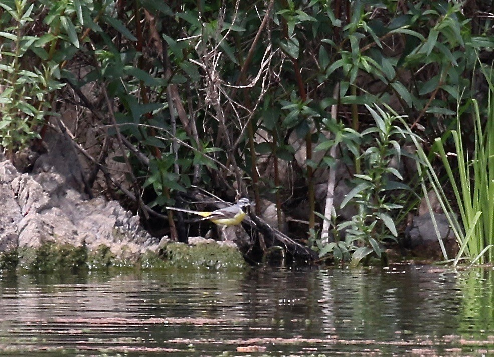 Gray Wagtail - Sandy Vorpahl