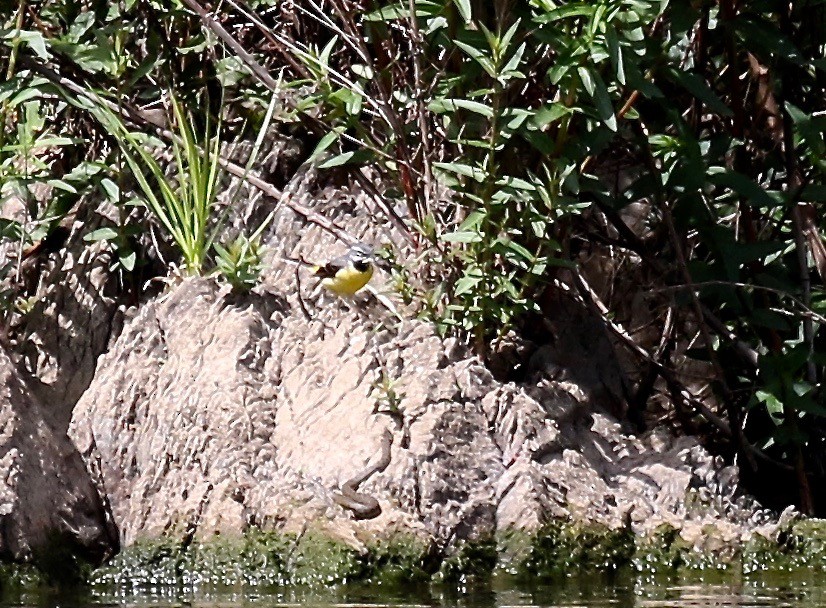 Gray Wagtail - Sandy Vorpahl