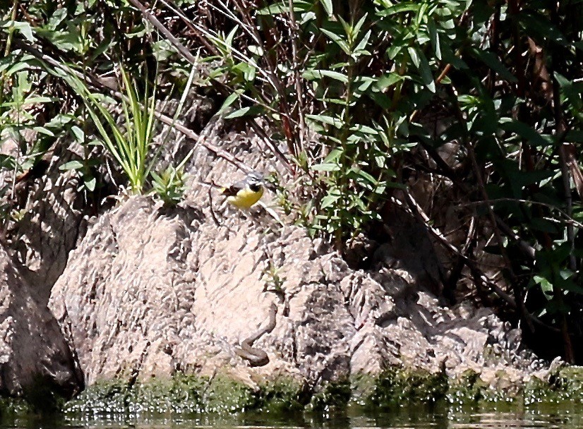 Gray Wagtail - ML167968921