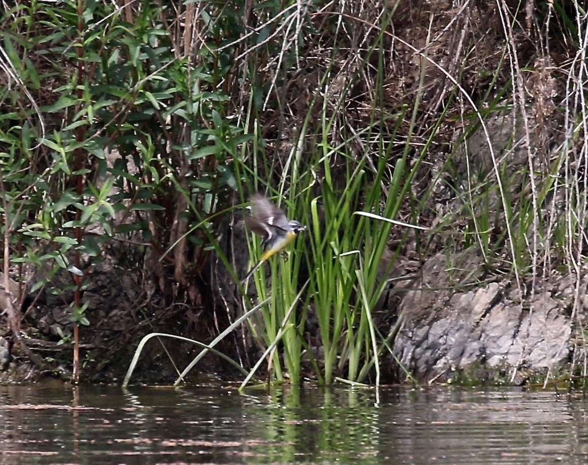 Gray Wagtail - Sandy Vorpahl