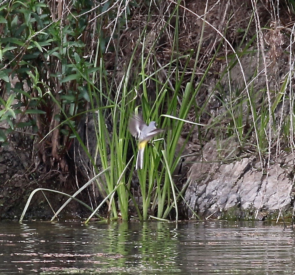 Gray Wagtail - Sandy Vorpahl