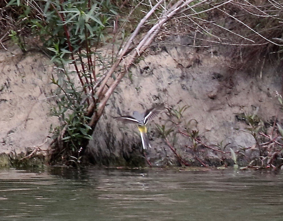 Gray Wagtail - ML167968971