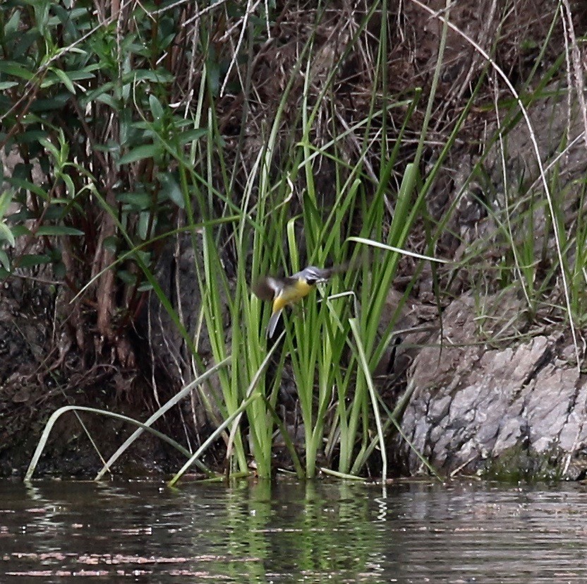 Gray Wagtail - Sandy Vorpahl