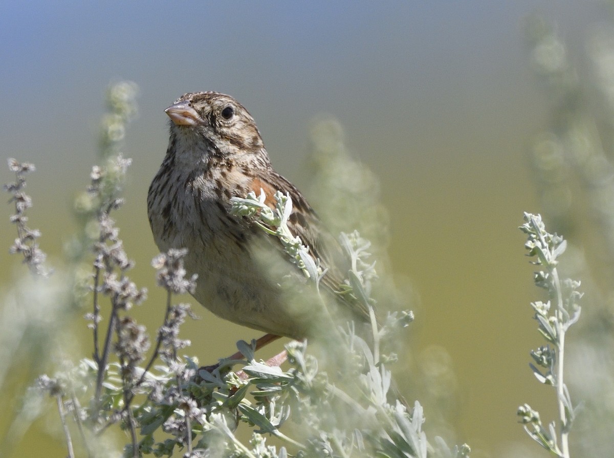 Vesper Sparrow - ML167970451