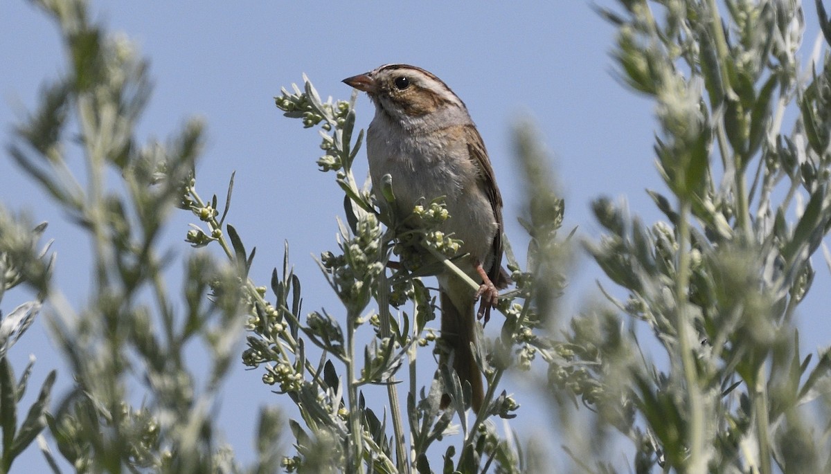 Clay-colored Sparrow - ML167970551