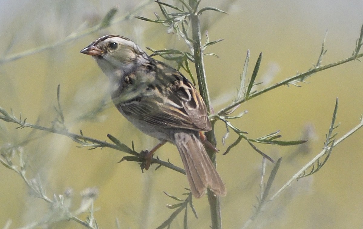 Clay-colored Sparrow - ML167970571