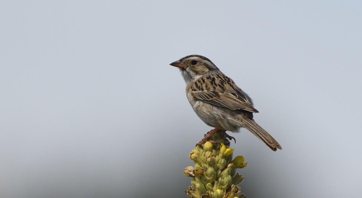 Clay-colored Sparrow - ML167970611