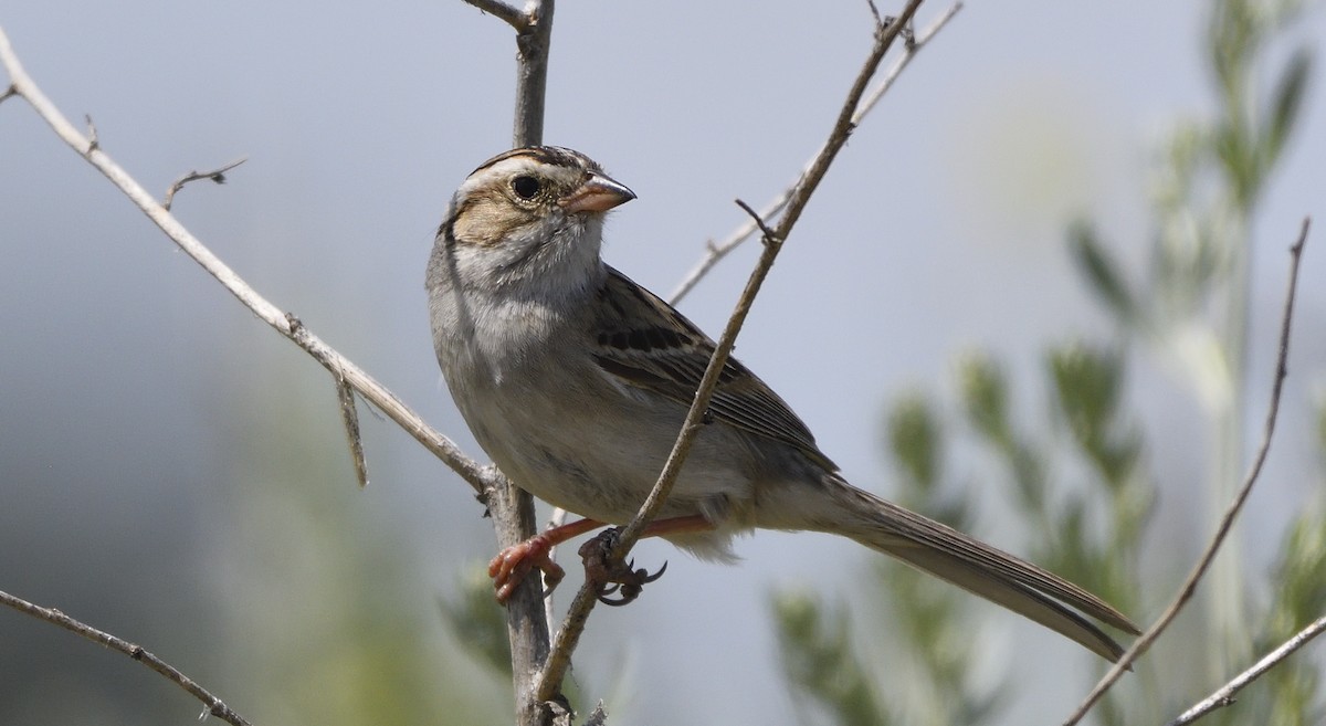 Clay-colored Sparrow - ML167970681