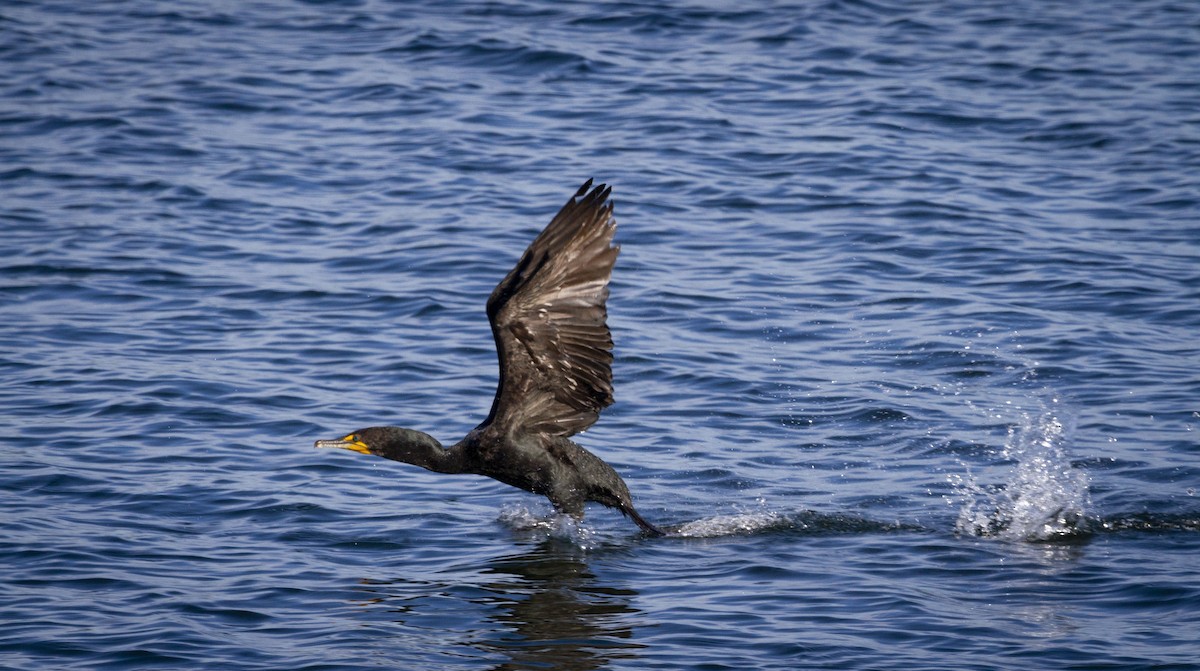 Double-crested Cormorant - ML167970901