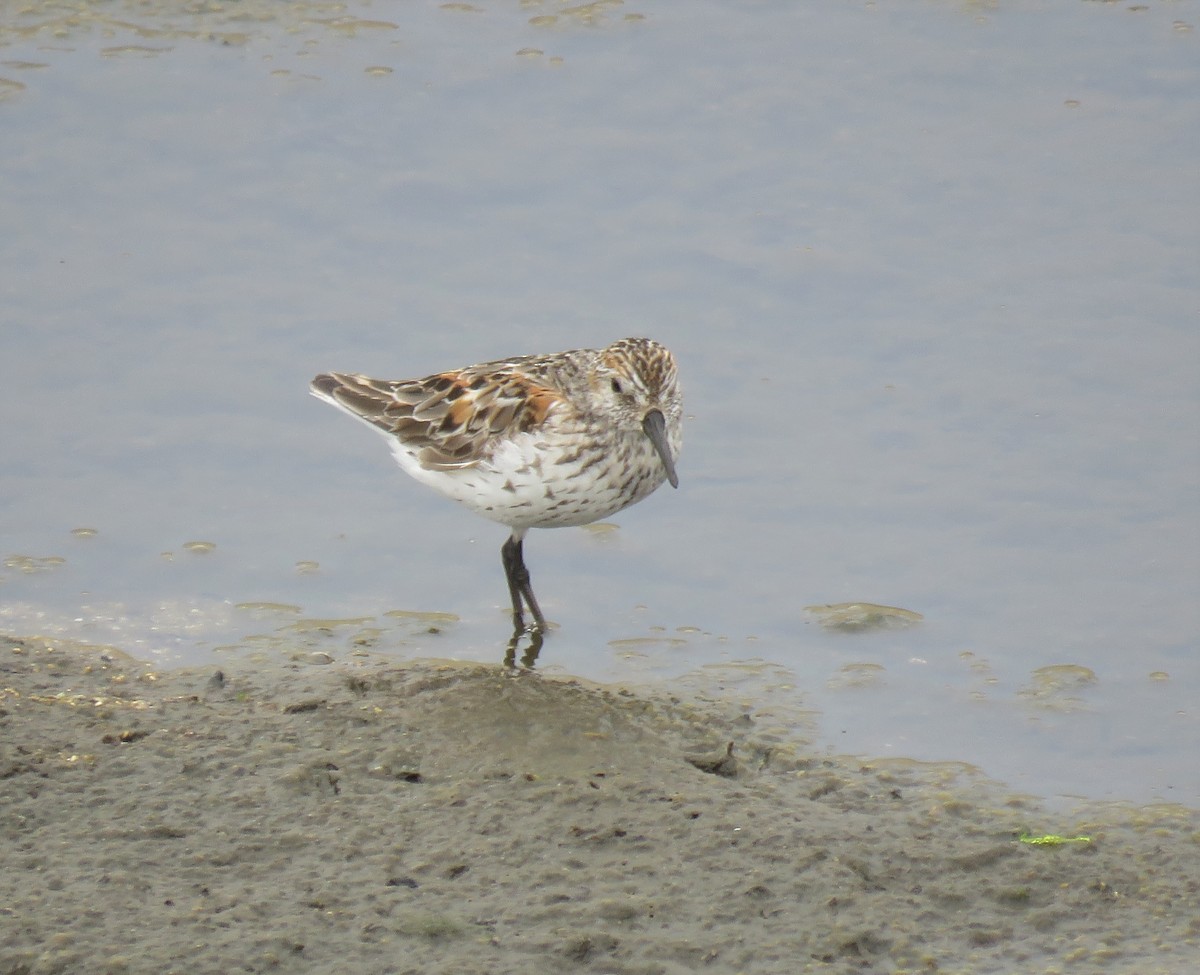 Western Sandpiper - Chris Hayward