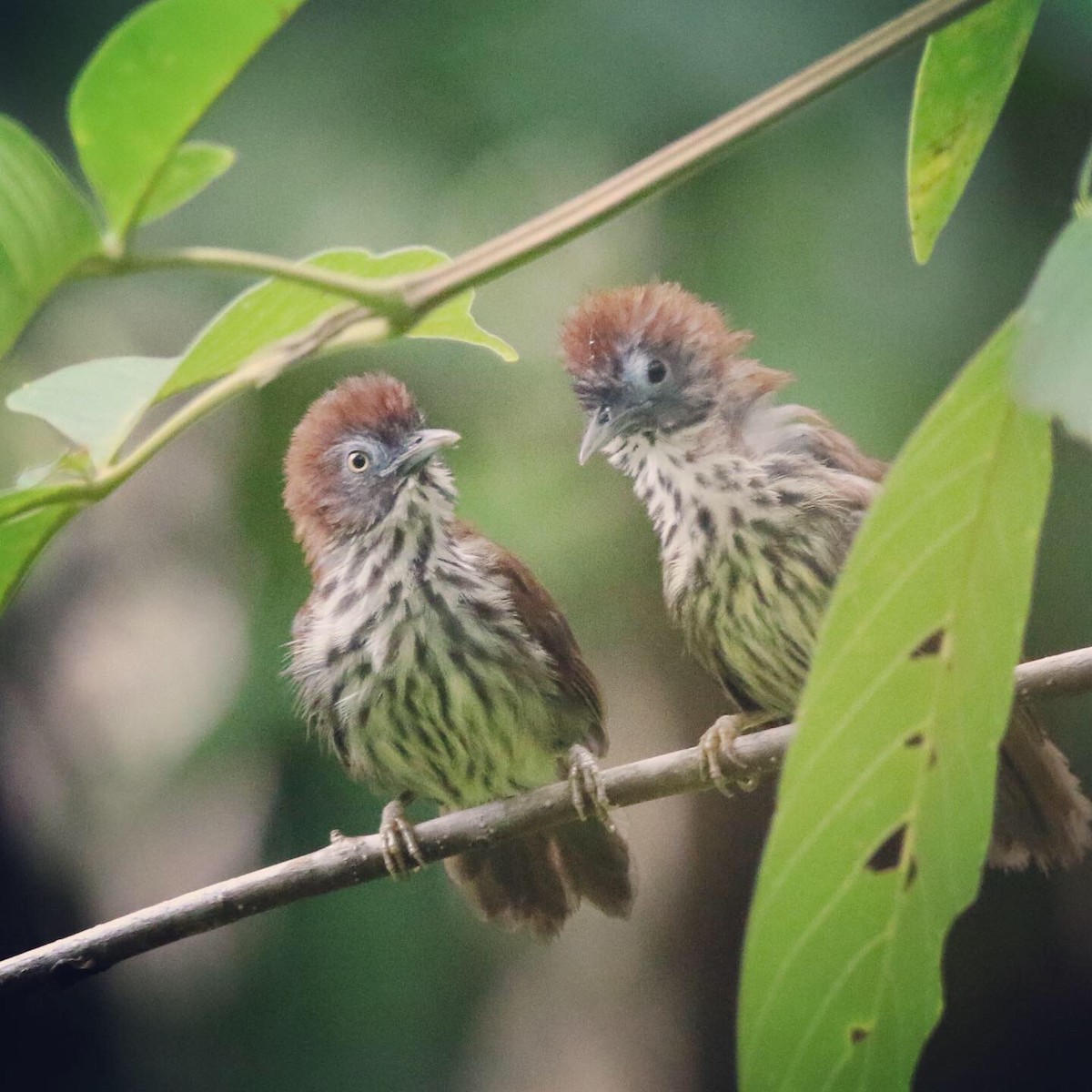 Bold-striped Tit-Babbler - ML167972351