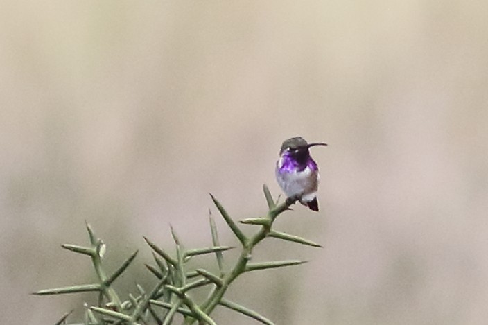 Lucifer Hummingbird - ML167972451