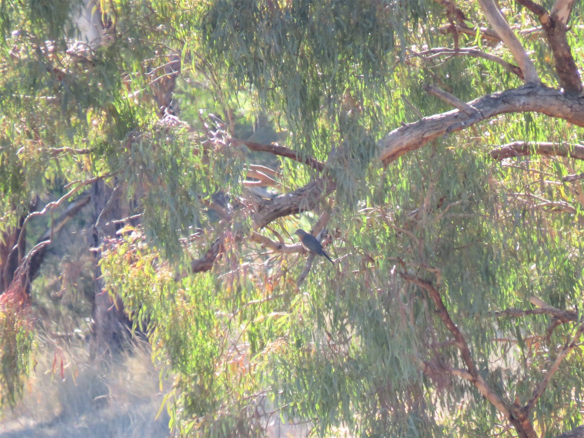 Fan-tailed Cuckoo - ML167974281