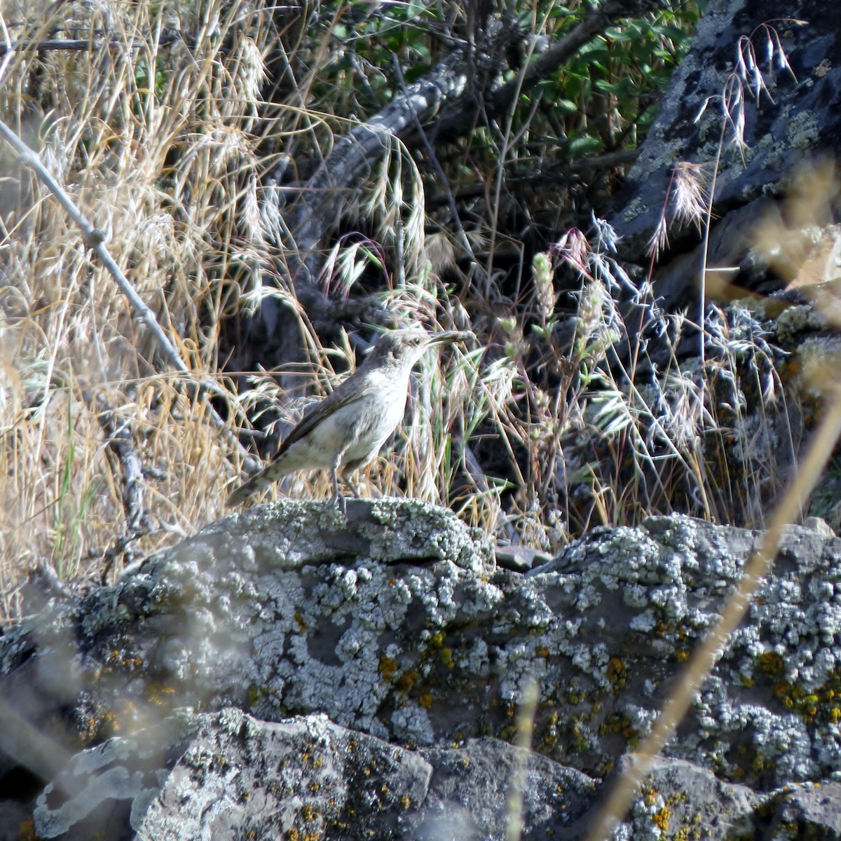 Rock Wren - ML167975141