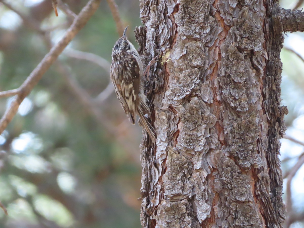 Brown Creeper - Margaret Higbee