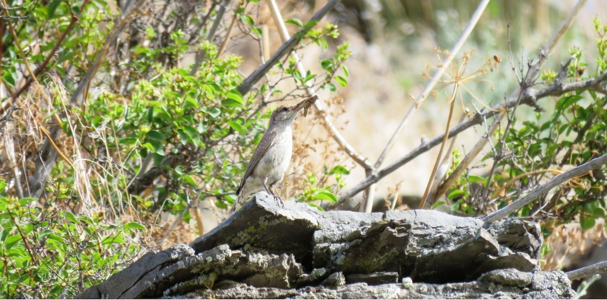 Rock Wren - ML167980311