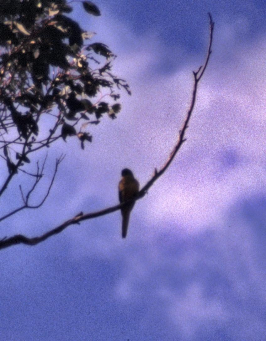 Turquoise Parrot - ML167981831