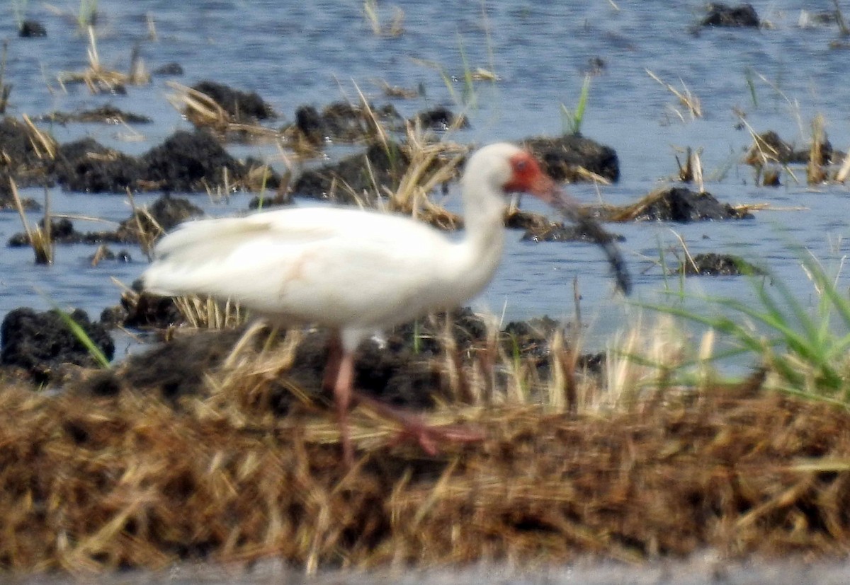 White Ibis - ML167983401