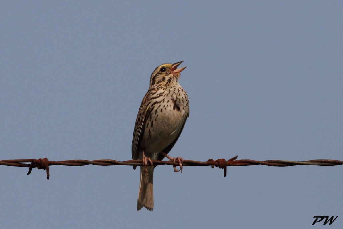 Savannah Sparrow - ML167985701