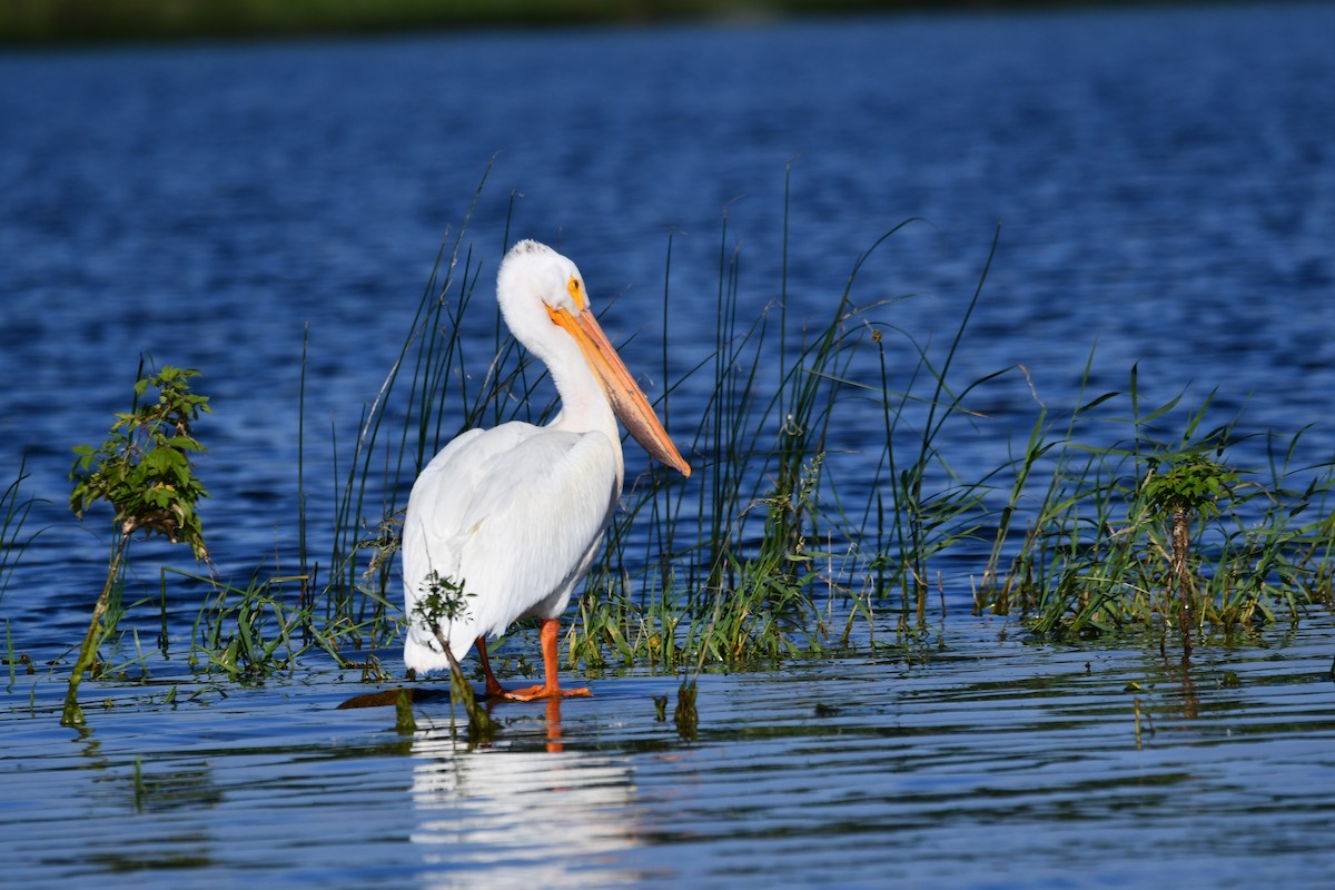 American White Pelican - ML167986411