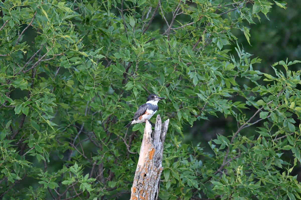 Belted Kingfisher - Dan Bormann