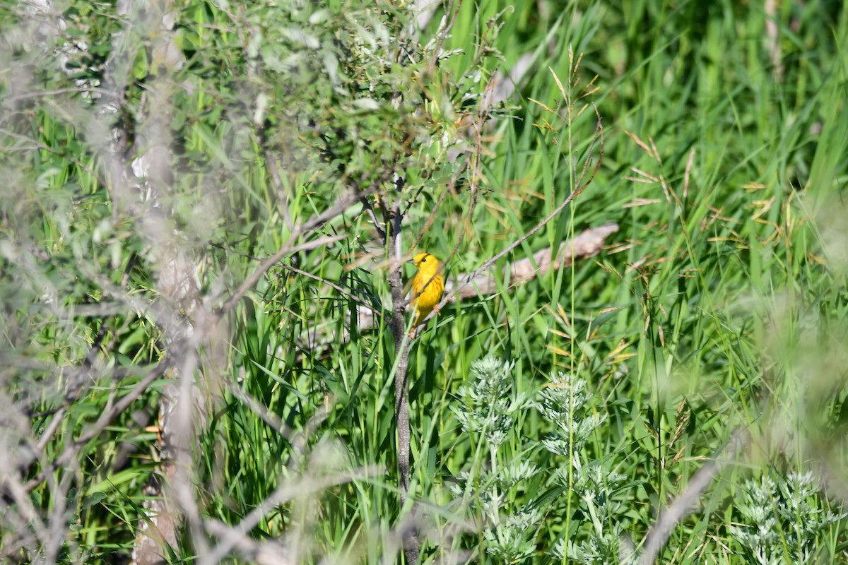 Yellow Warbler - Dan Bormann