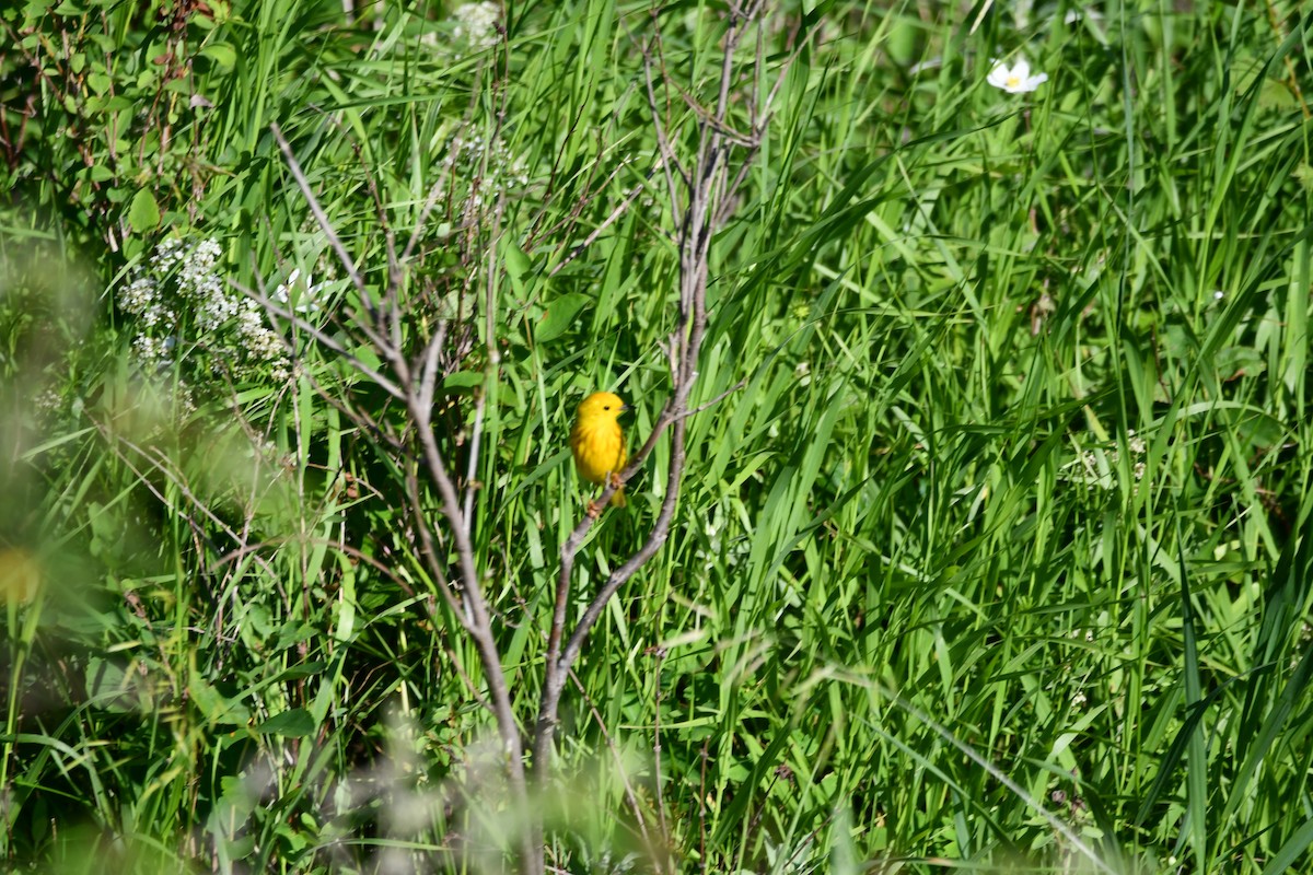 Yellow Warbler - Dan Bormann