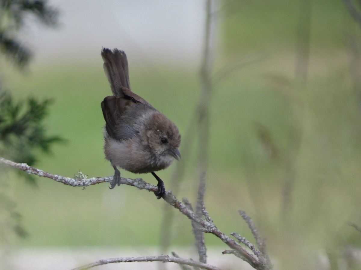 Bushtit - ML167988241