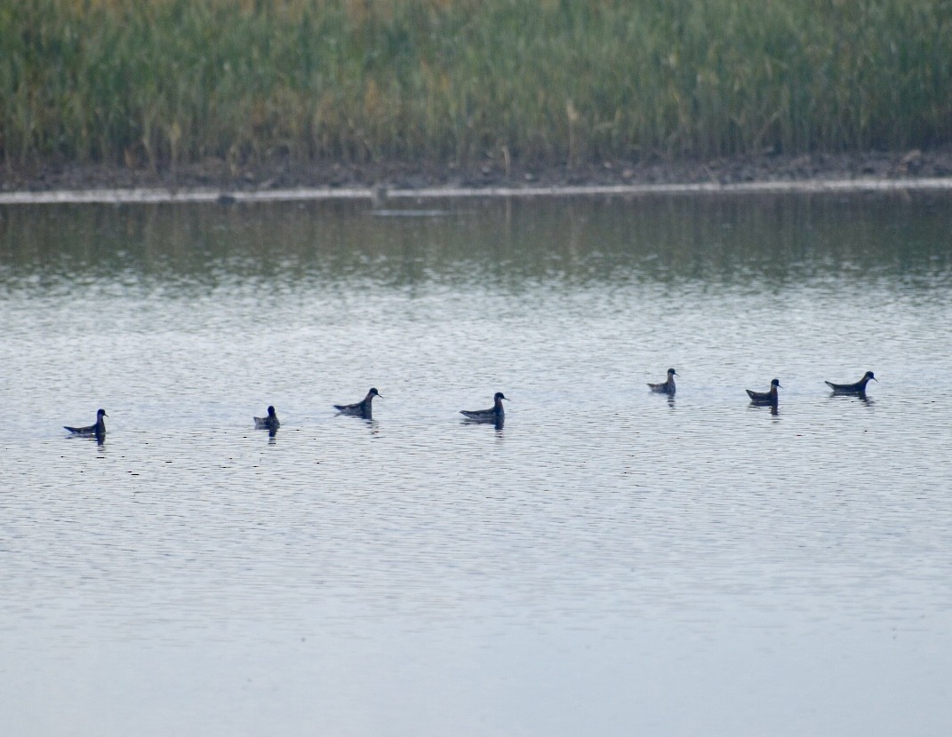 Red-necked Phalarope - Garrett Rhyne