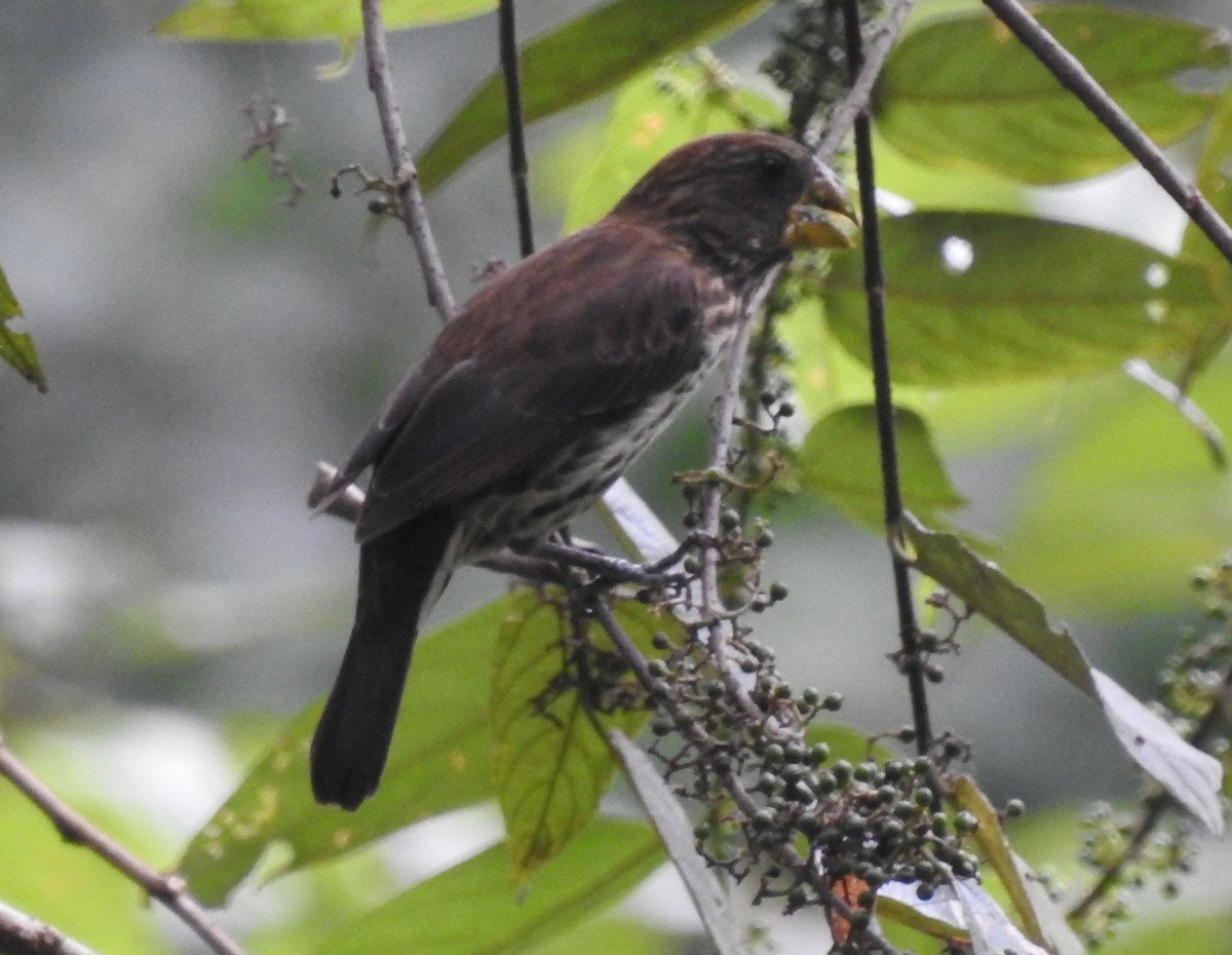 Grosbeak Weaver - ML167989781