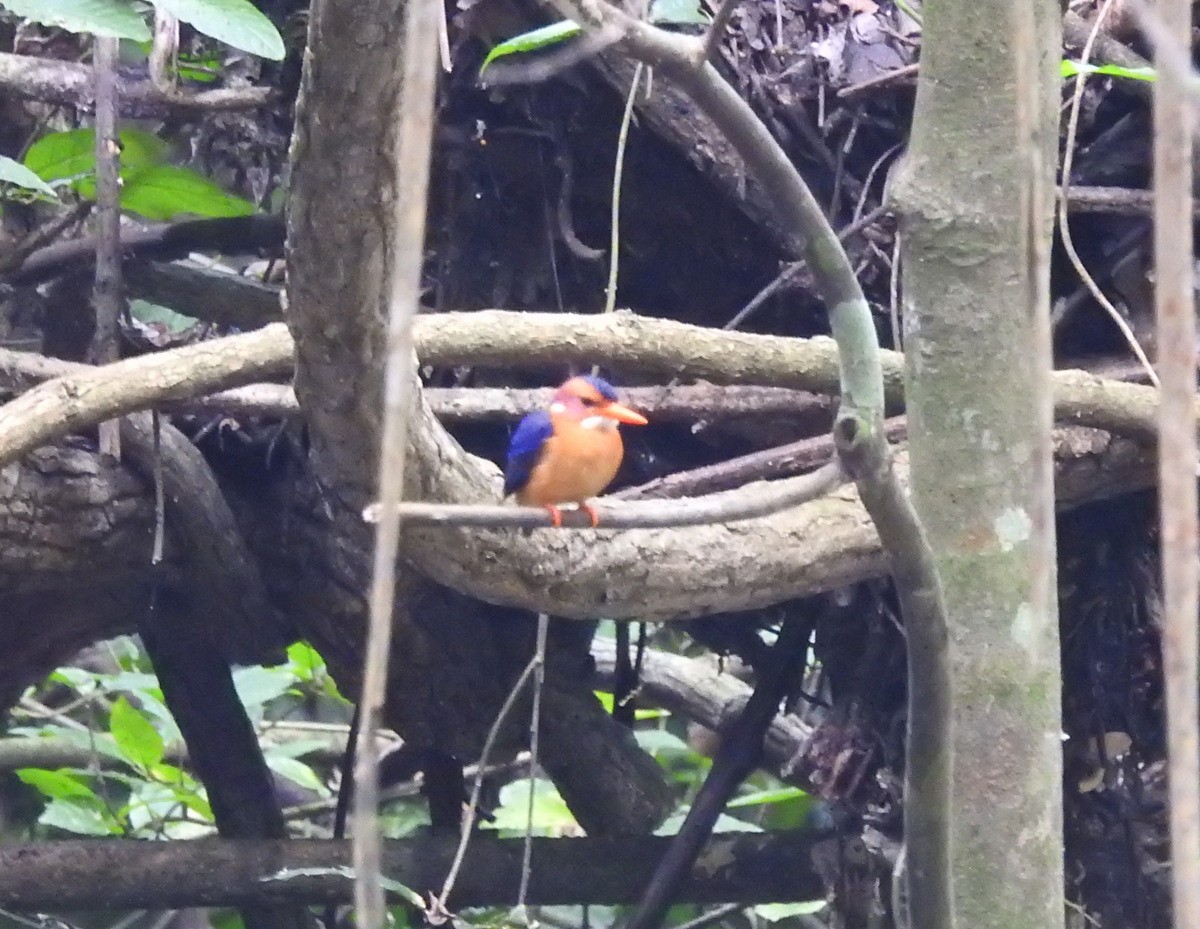 African Pygmy Kingfisher - ML167989831