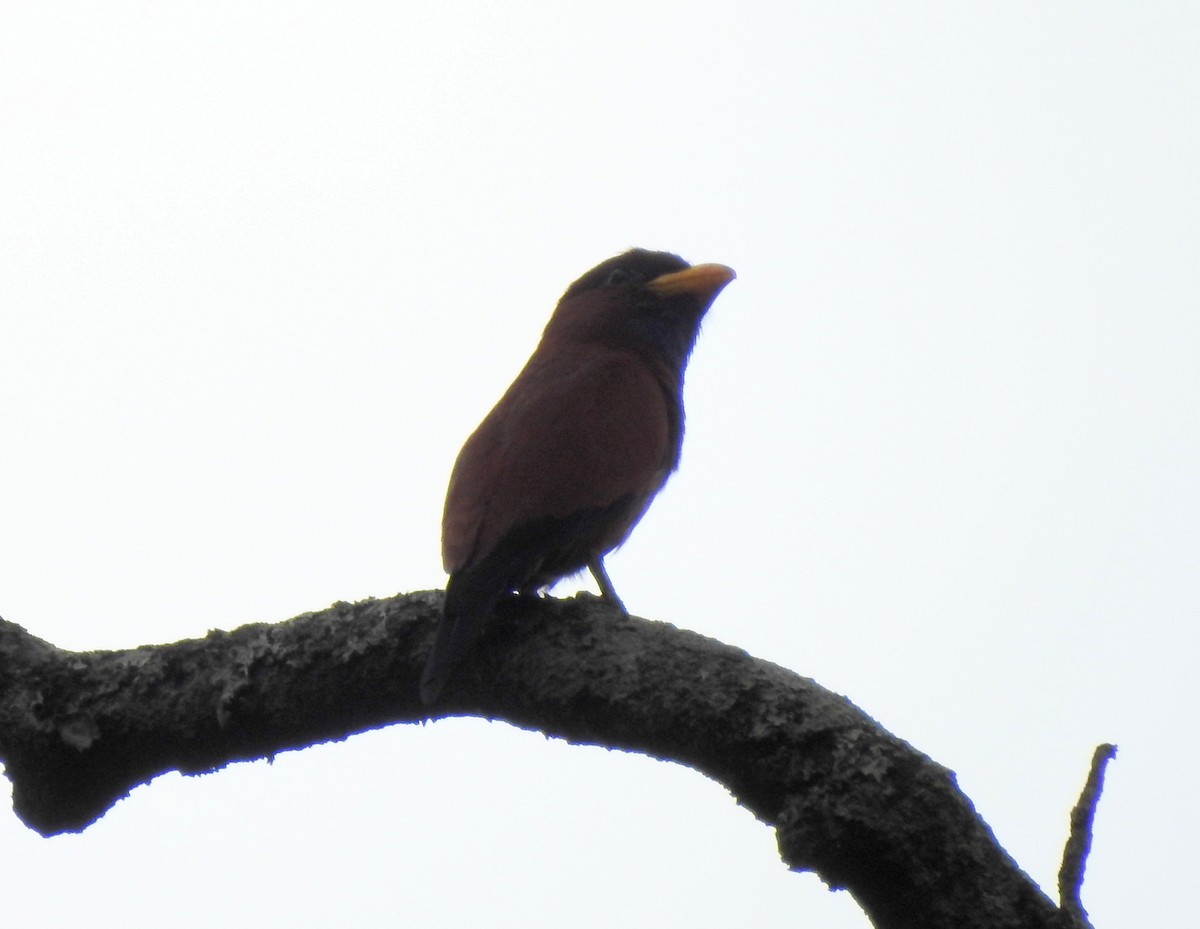 Blue-throated Roller - ML167989871