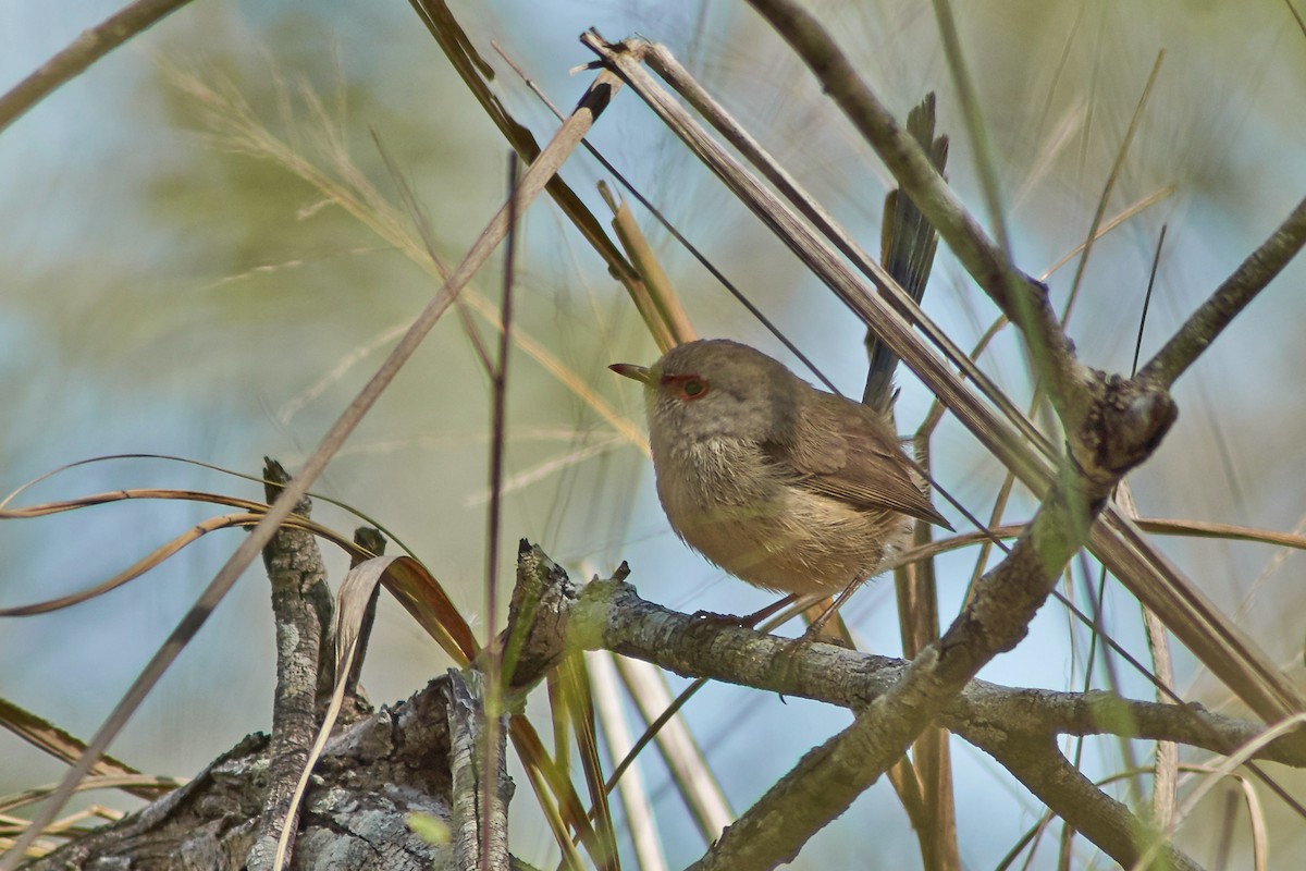 Variegated Fairywren - ML167991641