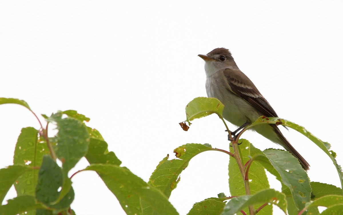 Alder Flycatcher - Nathan Tea