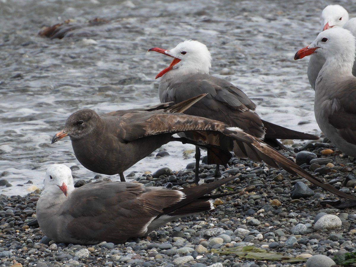 Heermann's Gull - ML167995081