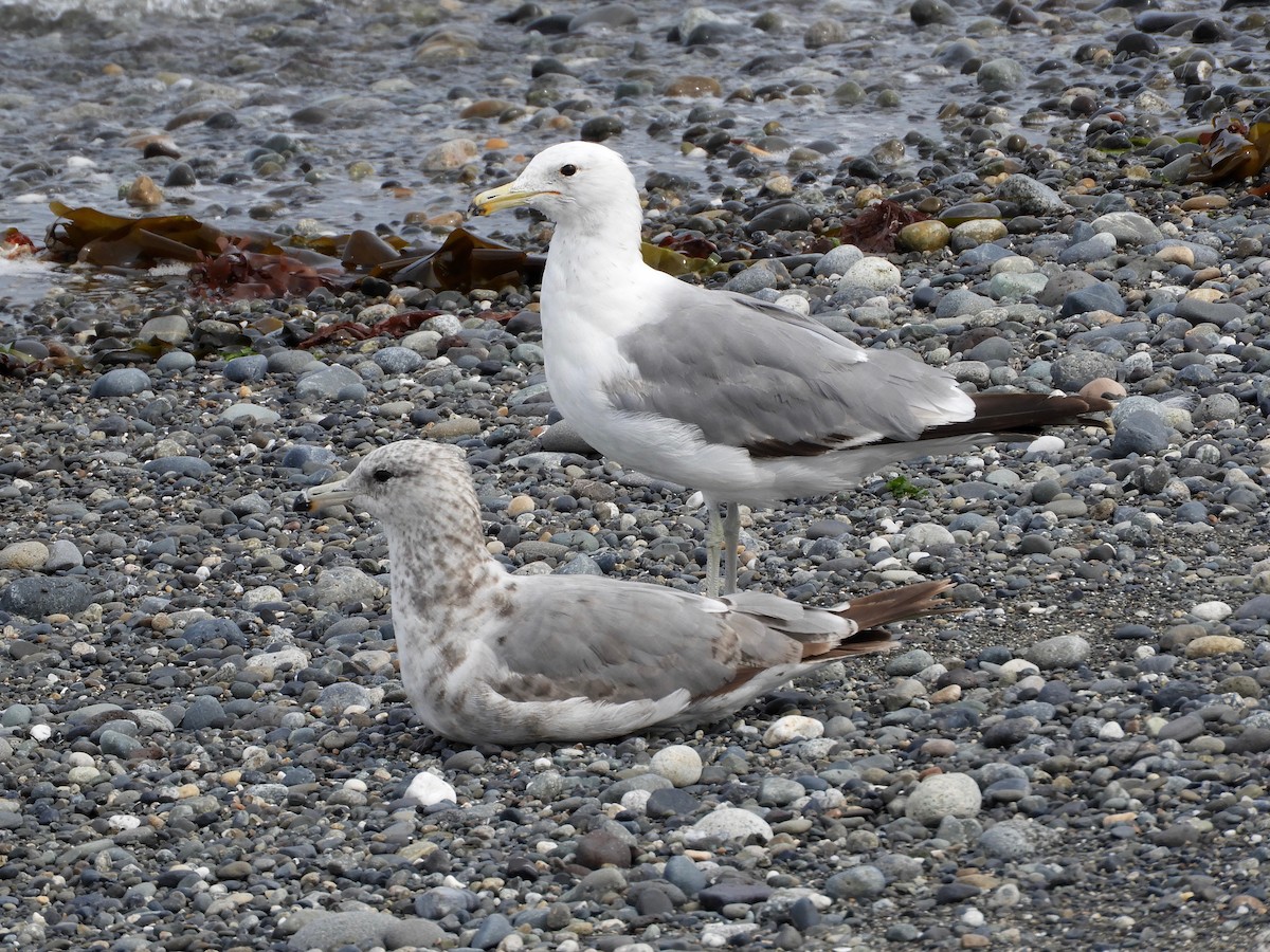 California Gull - ML167995171