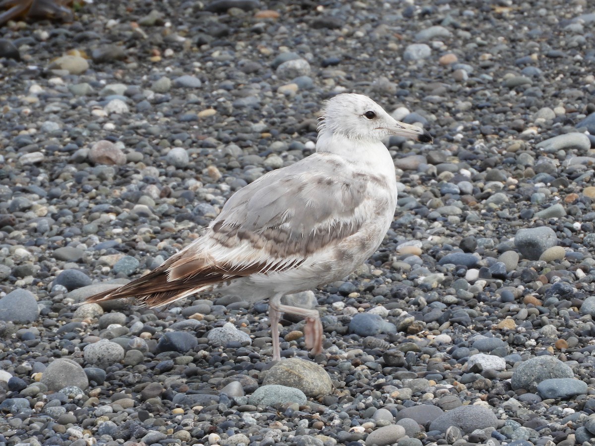 California Gull - ML167995201