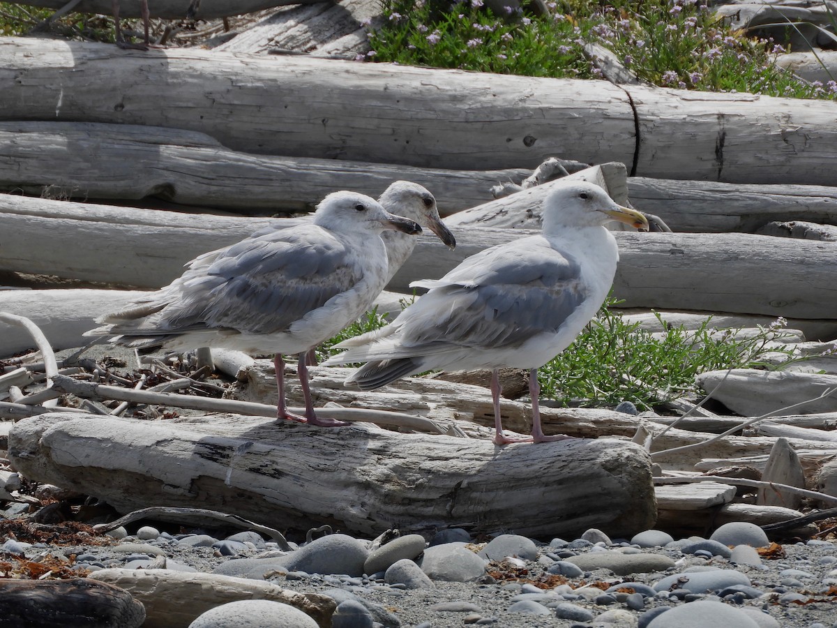 Goéland à ailes grises - ML167995241