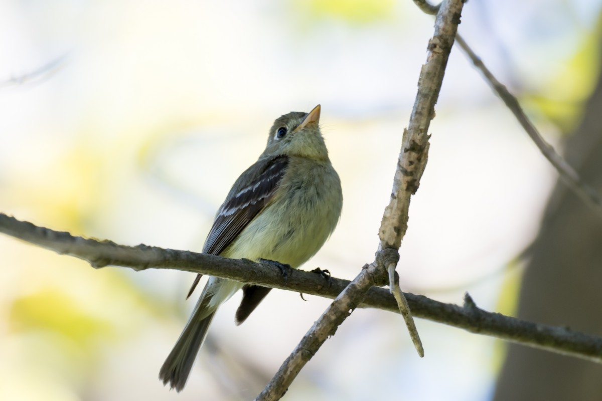 Western Flycatcher (Pacific-slope) - Lee Jaffe